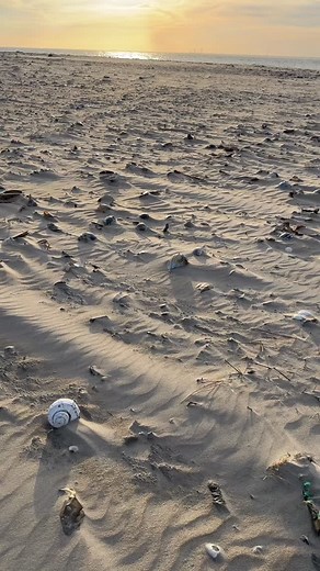 21 reactions · 3 comments | Whelk shell hunting - Assateague Island Va OSV 11/7/25 . #shell #shellsofinstagram #seashells #seashellsofinstagram #beachvibes #beachcombing #beachcombingfinds #shellcollection #shellcollector #cool #whelk #yeahsciencebeach #calming #relax #relaxing #shells #beach #shelling #craft | Acid Whelk | Facebook