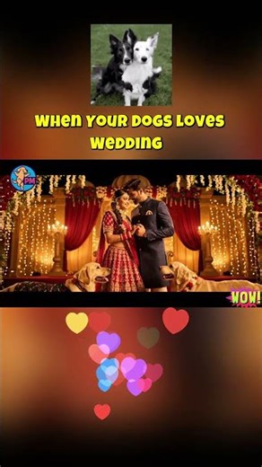 Indian Wedding Dance 💃🐕 Dogs Join as Bride & Groom