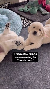 304K views · 8.2K reactions | I’m just going to keep posting favorites that I know have spread so much joy. Hoping the same for you! By the way, this video explains why I need 6 TB of storage in the cloud. I just sit in the puppy area and record endlessly. Fifteen years of puppy footage and I add exponentially more with each litter. It might qualify as an addiction…  #palibustrong #puppylove #sillydog #sleepypuppy | Nicholberry Goldens | Facebook