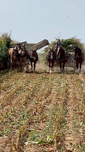 1.7K views · 10K reactions | Harvesting is happening in Amish...