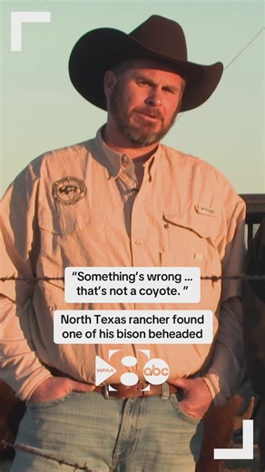 North Texas rancher found bison beheaded on property