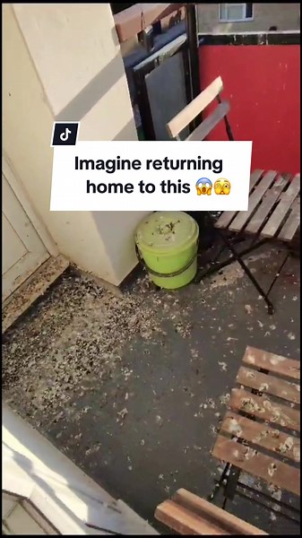 Effective Pigeon Control for Your Balcony