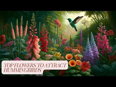 Best Plants to Attract Hummingbirds to Your Garden