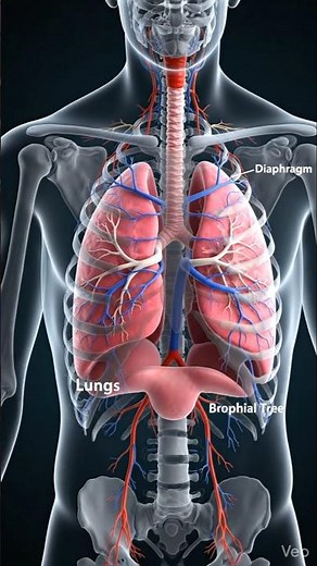How Your Lungs Breathe 🫁 | 3D Respiration Animation #Lungs #Breathing #3DAnimation #shorts #Anatomy