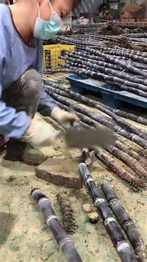 Skilled Worker Using Large Cleaver To Chop Purple Sugar Cane