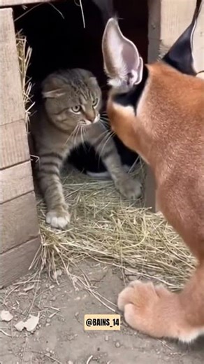 small guardian saved the stand