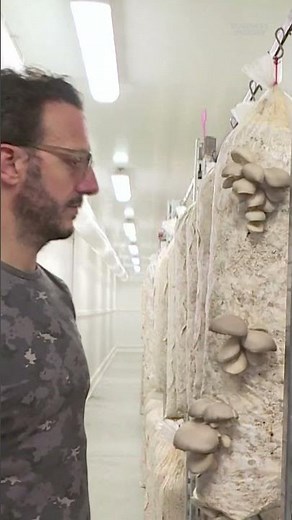 PermaFungi, a Belgian company, recycles #coffee grounds to grow #mushrooms. #recycling