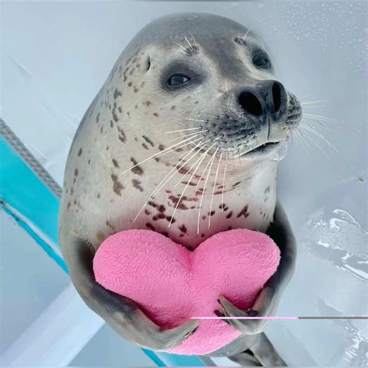 Finally finished !! ✦ || Gave u best of both worlds. 🦭 Hope u like this considering I’m kinda noobie at this 🥲… ( Couldn’t Tag U!) #seal #gif #fyp #cuteness #aw