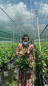 1.7K views · 52 reactions | Dendro sing caron, rất siêng hoa, hoa thơm, cây đang rất đẹp luôn 1c 175k bao ship . Alo 0388883958 | hoalandep.com | Facebook