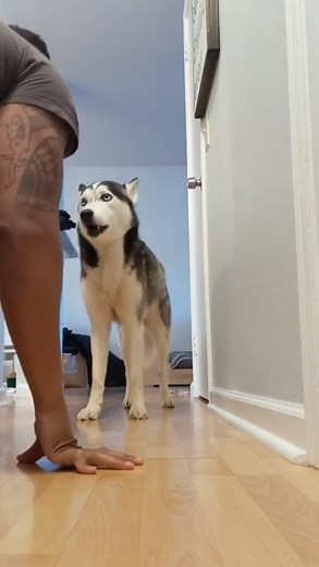 23K views · 1.1K reactions | My Husky copies everything I say #husky #talkingdog #sassydog #cute | The Husky Moon | Facebook