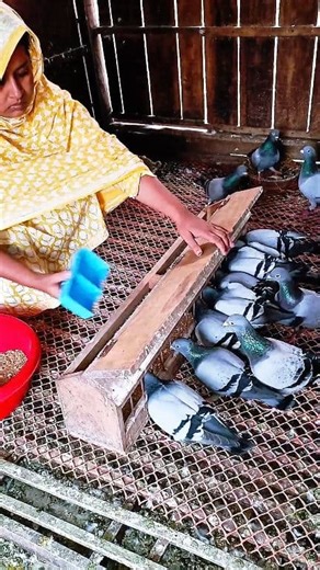 Racing pigeons feeding time #racingpigeons #pigeonbaby #birds #pigeonsloft | Family Farming