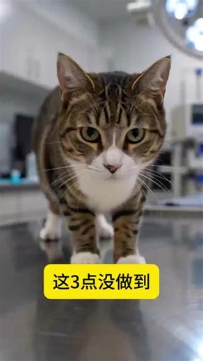 猫咪绝育一定要知道的事 #母猫绝育 #养猫经验分享 #新手养猫 #猫咪绝育 #宠物健康