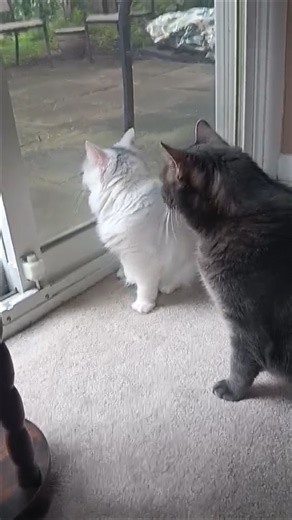 Ghost and Kiwi watching the rain 🌧😸