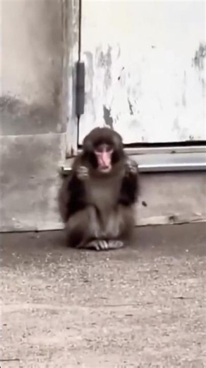 #shortsfeed #punch #monkey #funny reaction on seeing a trouble maker😂 #cute #punchy