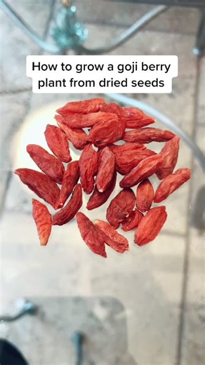 Grow a goji berry #plant w. me🌱 #goji #berries #gardening101 #learnfromme #howtowithjessie #tips #inthegarden #foryoupage #viral #video #thankful #4u