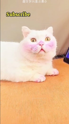 🐱 This Cat Wanted to Turn Purple! 💜😂