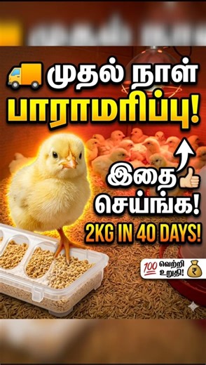 Chicks Brooding Secrets: 100% Success Rate! 🐣✨ #PoultryFarming