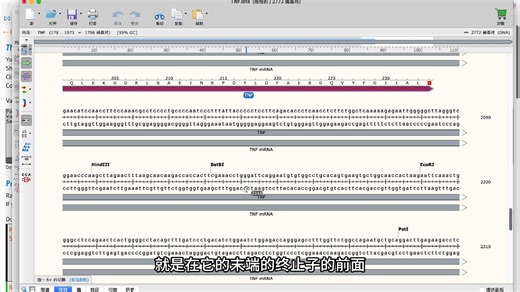 CRISPR-Cas9 插入 Knock in 基因编辑 设计全流程