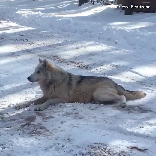 25K views · 445 reactions | Geronimo the Tundra wolf really enjoyed the snow at Bearizona today. | 12News | Facebook
