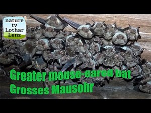 Greater mouse-eared bat. Grosses Mausohr . Moseltal, Germany