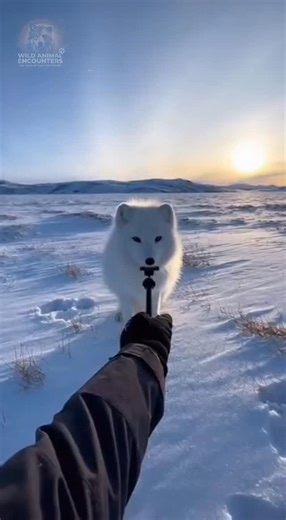 Wild Animal Encounters on Instagram: "POV: Trying to get a close-up of a 'cute' fox, then it decided to claim my phone. Didn't expect it to actually run off with it! #wildlife #WildAnimalEncounters #ArcticFox #WinterTundra #PhoneTheft #GoPro"