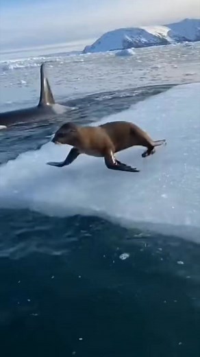 1.1M views · 9.9K reactions | Orca vs Seal… and this tourist boat was way too close to the action  One of the wildest ocean moments ever. #fblifestyle | Zack Orca Films | Facebook