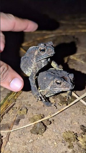 Toad Toad the video funny | catch a frog for fun | Frog jumping for fun | Catch the Big TOAD Hahaha