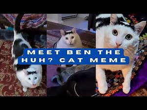 How This Cat Became the 'Huh?' Meme