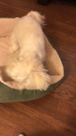 Fur flying fun around here! | Dountin