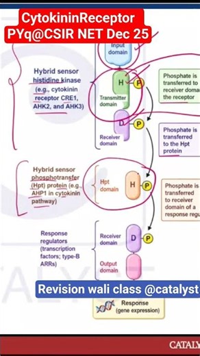 cytoknin receptors @phytohormone signalling!