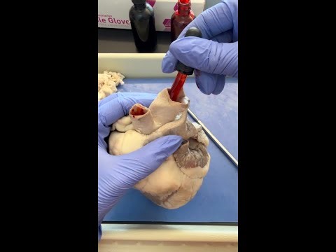 Sheep Heart Dissection (Part 2 of 3) Identifying Major Blood Vessels