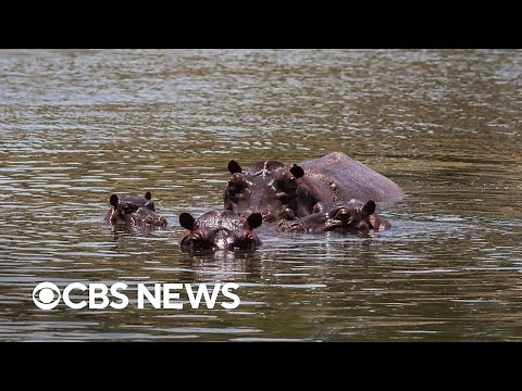 Decades after Pablo Escobar brought hippos to Colombia, country now dealing with dozens of them