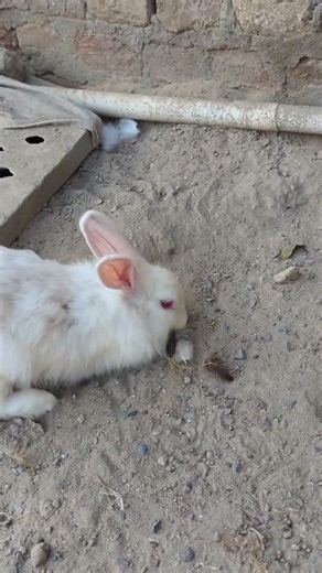 Female rabbit preparation for give babys #rabbits #rabbitfarming #poultry #viralreel #minizoo