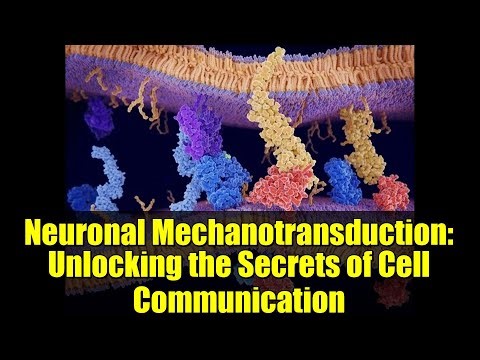 Neuronal Mechanotransduction: Unlocking the Secrets of Cell Communication