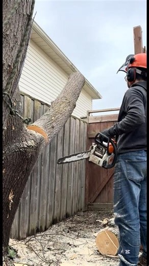 Tight drop between fence and wall… barely touched 😬🌲 #treework #treeremoval #chainsaw #satisfying