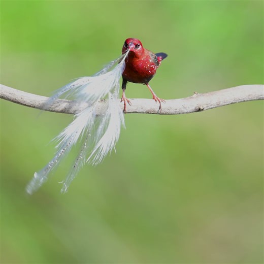 44K views · 2.1K reactions | Nikon Z50II Mirrorless Camera Test | Wildlife Photography | Bird Photography | Red Munia | #naturephotography #birdphotography #wildlifephotography #birdphotography #naturelovers #naturephotography #photographer #CameraGear | Ujjal Sarkar Birdman | Facebook