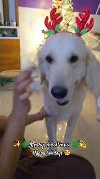 Merry Christmas 🌲❤️. #christmas #shorts #short #shortvideo #shortsfeed #ytshorts #youtubeshorts