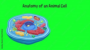 Anatomy of an animal cell diagram.