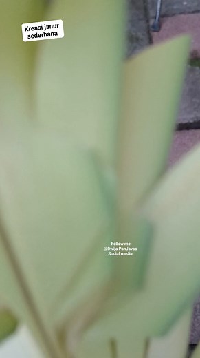1.6K reactions · 141 shares | Kreasi janur sederhana. . Tutorial menyusul di Dwija PanJavas social media #kreasijanur #hiasanjanur #coconutleafcraft #anyamandaunkelapa #idekreatif #reels #kreatif #diy #kerajinantangan #dekorasi @sorotan Dewa Ayu Triana Dewi | Dwija PanJavas | Facebook