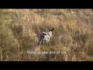 How to start hunting in a 8 month old GSP Part 1