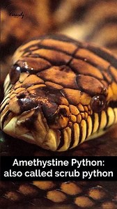 Amethystine Python: also called Scrub Python