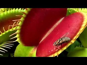 INSECTIVOROUS PLANT(1)