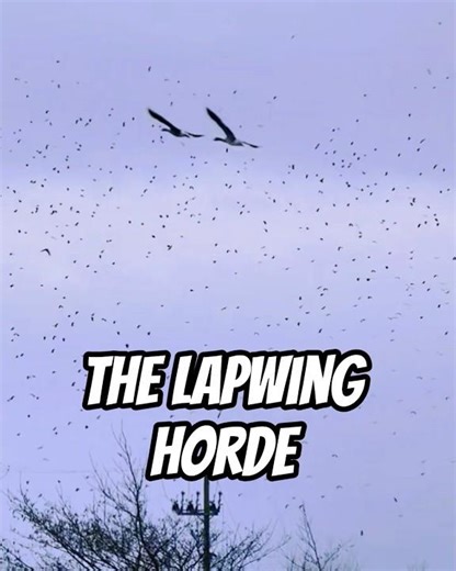 The Lapwing Horde #shorts