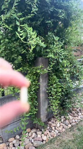 Emily Marie | Healthy Living 🌱 on Instagram: "It’s called acemannan — the primary polysaccharide in Aloe vera. 🌿 Peer-reviewed studies show that Aloe polysaccharides (rich in acemannan) can: 🔹 Interfere with the adsorption and replication of the influenza A virus in cells 🔹 Reduce viral load and lung damage in animal models 🔹 Modulate immune signaling — balancing overactive and underactive responses Acemannan interacts with immune cells like macrophages and cytokines, helping the body recog