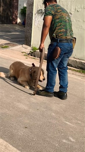 golden retriever puppy crool Training #session #1561 #goldenretriever #shorts #dog #dogster #gymdog