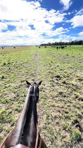 I would rather be at work then school… 🫡#fypppppppp #blowupthisup #australiastockhorse #shearingsheep #qld