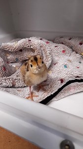 Baby pheasant just brought in, was found shivering in the middle of a road, with no mum able to be located.. was very weak & wobbly on arrival, but seems to have perked up after some tube feeding.. once he's strong enough & is feeding himself we may need to transfer him to another rescue that has more, as they don't do so well if on their own & need company.. | Pricklebums Hedgehog Rescue