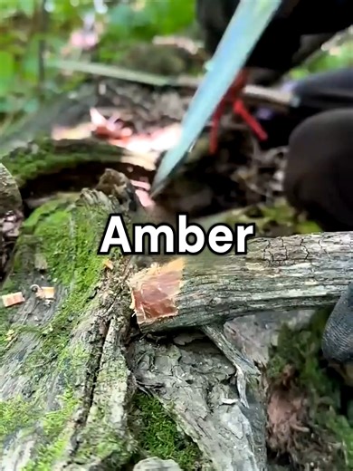 This isn’t CGI or editing 🤯 This wood naturally glows in the dark, and its rarity makes it incredibly expensive. Nature’s hidden light source 😳🌲✨ #wood#rare#sciencefacts