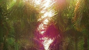 The Boca Beacon on Reels