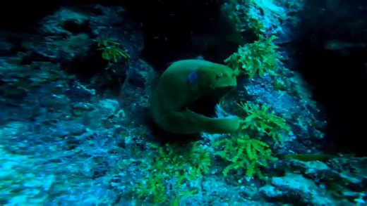 🌊 Reef Encounters: Meet the Green Moray! 🐍💚 Tucked into the coral crevices of Roatán’s reef, this stunning green moray eel gave us an up-close look during today’s dive! With its electric green hue and hypnotic movements, the moray might look intimidating, but it’s actually a shy and fascinating resident of the reef. Did you know? That “mean mug” isn’t aggression - morays constantly open and close their mouths to pump water through their gills so they can breathe. Nature’s design is wild, righ